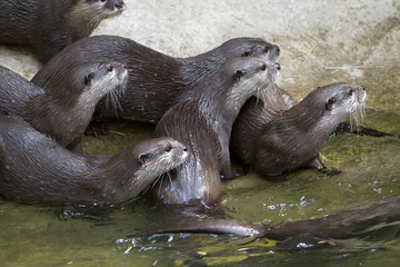 Obraz premium River Otters