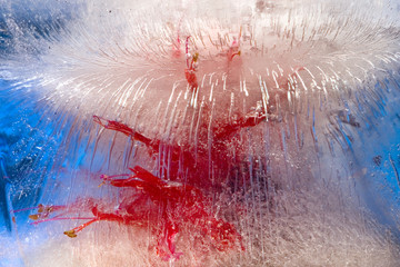 red flower in ice