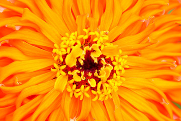 Close up shot of Zinnia flower background