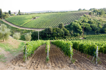 Fototapeta na wymiar tuscany vineyards