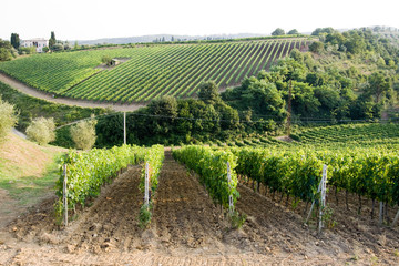 Fototapeta na wymiar toskania winnice