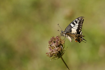 Fototapeta na wymiar Motyl na kwiat