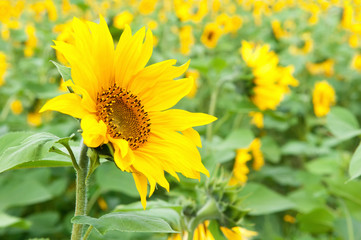 Field of sunflowers