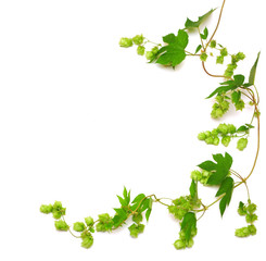 hops plant twined vine