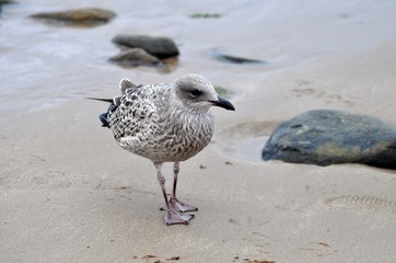 Baby gull