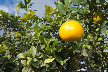 Naranjas