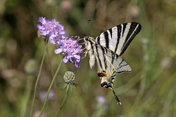 Naklejka premium Iphiclides podalirius, Segelfalter - Scarce Swallowtail
