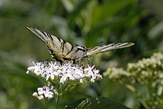 Iphiclides podalirius, Segelfalter - Scarce Swallowtail