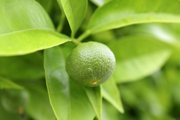 baby green orange growing in tree