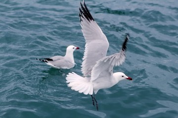 Fototapeta na wymiar active sea gulls seagulls over blue sea ocean