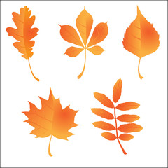 Autumn orange leaves vector illustration