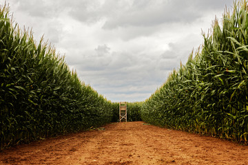 stand in a corn field 02