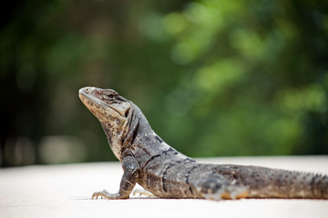 iguana