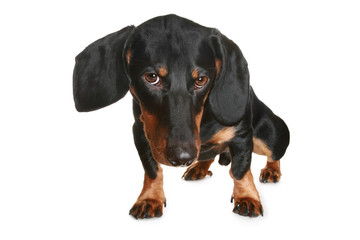 Black and brown dachshund puppy