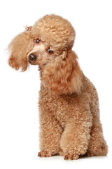 Apricot poodle puppy