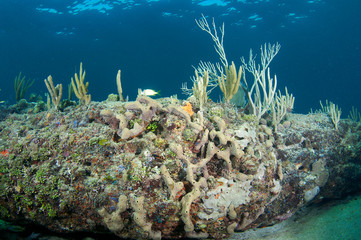 Naklejka na ściany i meble Koral Odkrywka zdjęcie zrobione w południowo-wschodniej Florydzie