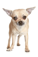 Chihuahua dog