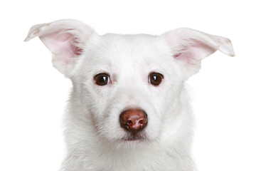 Fototapeta premium White dog in front of a white background