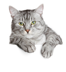 Grey cat on a banner
