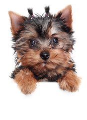 Yorkshire Terrier puppy (2 month) on a white background