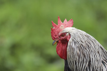 Hahn vor grünem Hintergrund