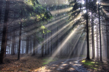 Naklejka premium god beams - coniferous forest in fog