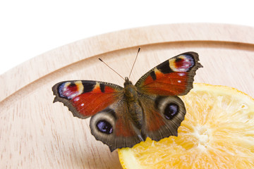 Beautiful Peacock butterfly sitting on the orange slice