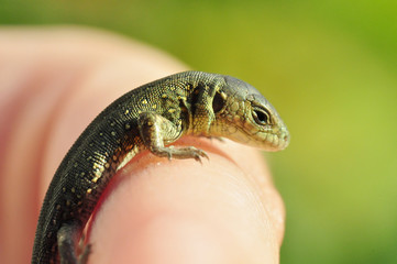 Zauneidechse - Jungtier auf der Hand