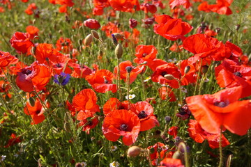 Obraz premium mohnfeld