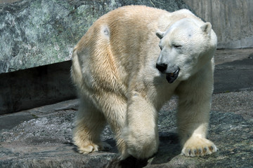 Eisbär