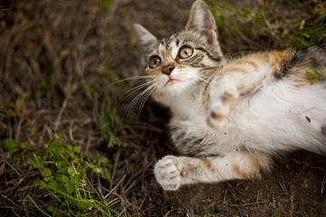 Naklejka na ściany i meble Mały kotek w ogrodzie podczas zabawy
