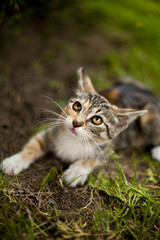 Mały ciekawski kotek w ogrodzie podczas zabawy