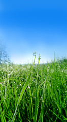 grass with drops