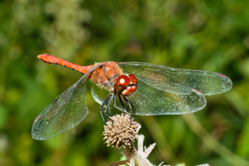 dragonfly on the branch