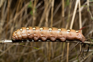 Larva of a Bedstraw Hawkmoth