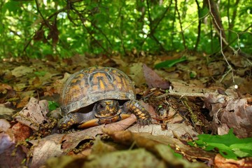 Box Turtle (Terrapene carolina)-Monte Sano State Park - Alabama