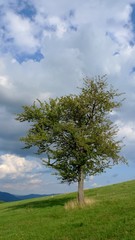Fototapeta na wymiar Tree on a meadow