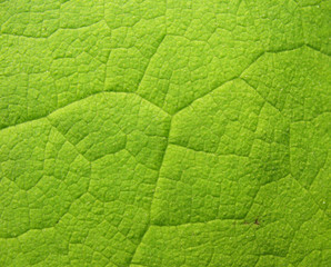 A  astilboides leaf  (Astilboides tabularis)