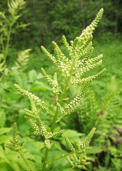 Blooming Aruncus dioicus