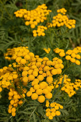 Blüten des Rainfarns (Tanacetum vulgare, Tansy, Bitter Buttons)