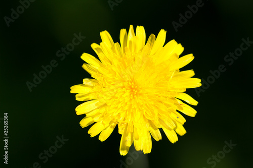 Fleurs Du Maquis Corse Photo Libre De Droits Sur La Banque