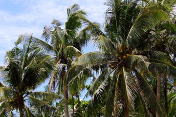 Fototapeta na wymiar Philippines Palm Tree