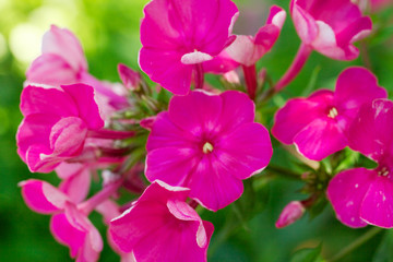 Fototapeta premium Blooming Phlox paniculata, Polemoniaceae
