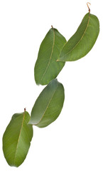 Fototapeta premium Vibrant Green Leaves