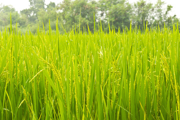 Rice Field