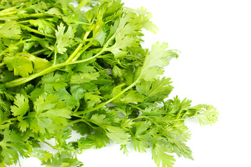 fresh coriander (cilantro) herb isolated on a white background