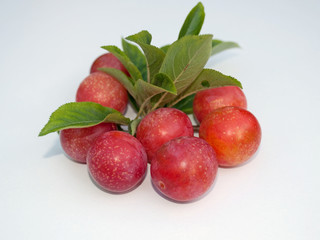 Wildpflaume - Prunus cerasifera