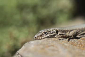 Eidechse in Steinmauer