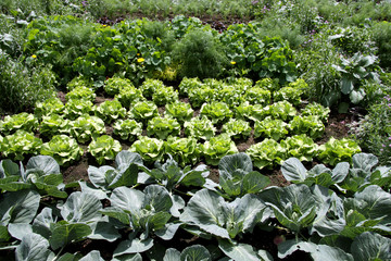 Gemüsegarten