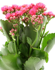 kalanchoé rose, fond blanc